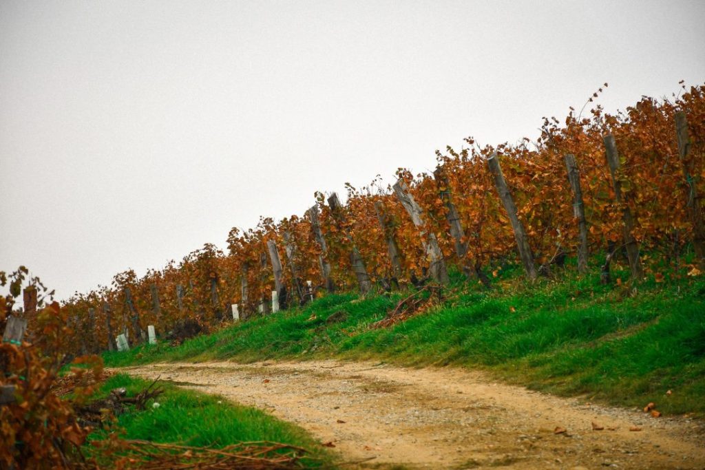 RESTRVINEY – Restrukturiranje i konverzija vinograda